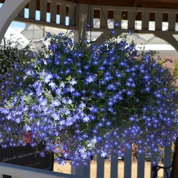 Lobelia Nautica™ 'Aquamarine' (089303)