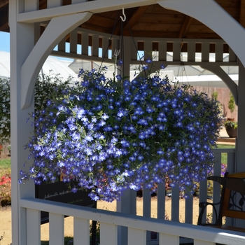 Lobelia Nautica™ 'Aquamarine' (089305)