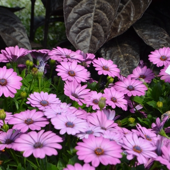 Osteospermum Astra™ 'Pink' (089310)