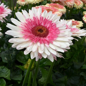 Gerbera jamesonii 'Everglades' (089316)