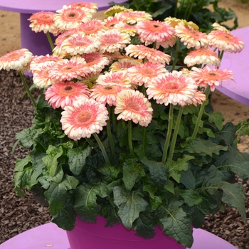 Gerbera jamesonii 'Karoo' (089319)