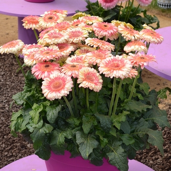 Gerbera jamesonii 'Karoo' (089320)