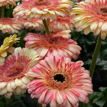 Gerbera jamesonii 'Karoo' (089322)