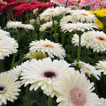 Gerbera jamesonii 'Mammouth Cave' (089324)