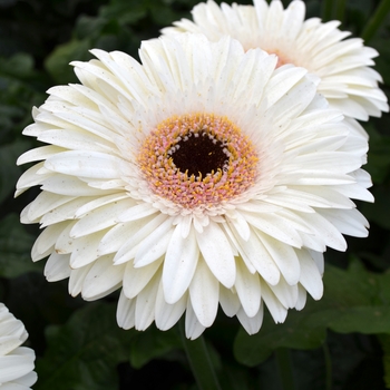 Gerbera jamesonii 'Mammouth Cave' (089325)