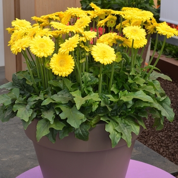 Gerbera jamesonii 'Serengeti' (089327)