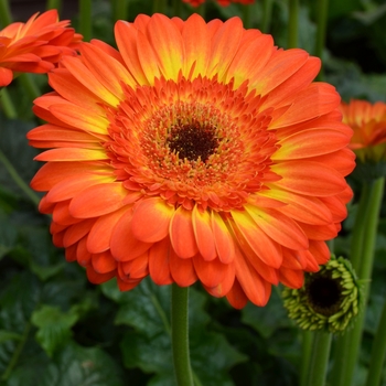 Gerbera jamesonii 'Volcanoes' (089328)