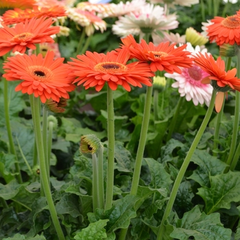 Gerbera jamesonii 'Yosemetie' (089330)