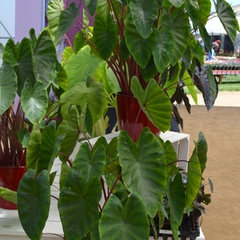 Colocasia esculenta Royal Hawaiian® 'Hawaiian Punch' (089332)