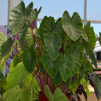 Colocasia esculenta Royal Hawaiian® 'Hawaiian Punch' (089333)