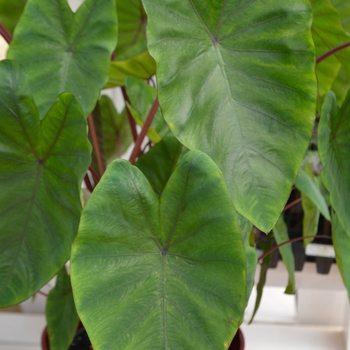 Colocasia esculenta Royal Hawaiian® 'Hawaiian Punch' (089334)