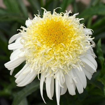 Leucanthemum x superbum Realflor® MC 'Real Glory' (089337)