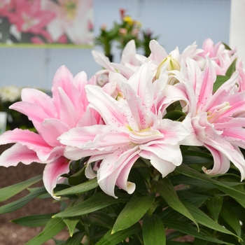 Lilium Roselily Belonica® 'Double Beauty' (089338)