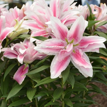 Lilium Roselily Belonica® 'Double Beauty' (089340)