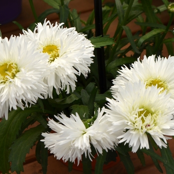 Leucanthemum x superbum Ooh La™ 'LaSpider' (089341)