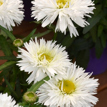 Leucanthemum x superbum Ooh La™ 'LaSpider' (089342)