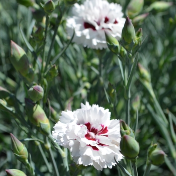 Dianthus Devon Cottage™ 'Bright Eyes' (089345)