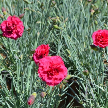 Dianthus Devon Cottage™ 'Waterloo Sunset' (089346)