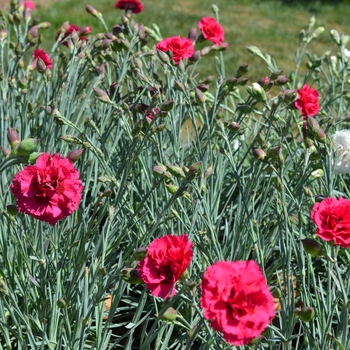 Dianthus Devon Cottage™ 'Waterloo Sunset' (089347)