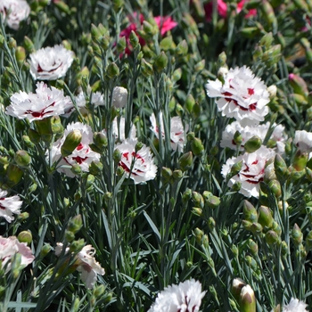 Dianthus Scent First® 'Coconut Surprise' (089350)