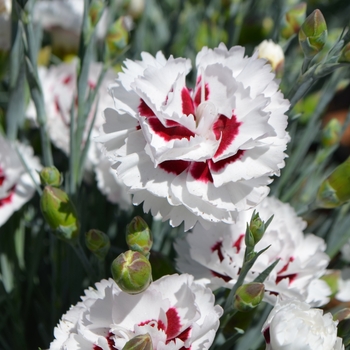 Dianthus Scent First® 'Coconut Surprise' (089351)