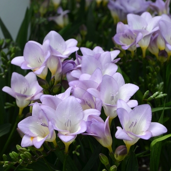 Freesia 'Grumpy' (089354)