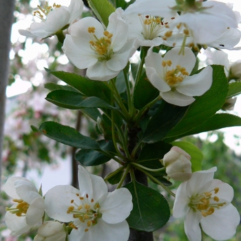 Malus sargentii 'Rosea' (089406)