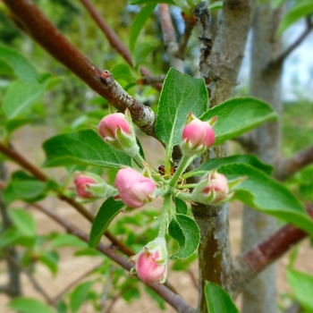 Malus 'Rinki' (089409)