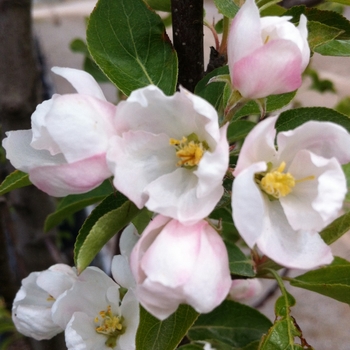 Malus 'Rinki' (089410)