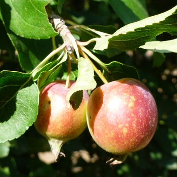 Malus 'Rinki' (089411)