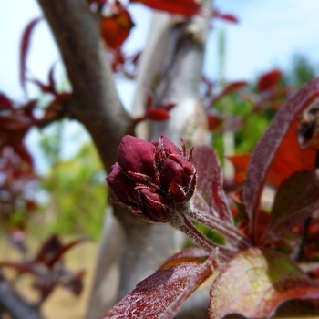 Malus 'Purple Gem' (089415)