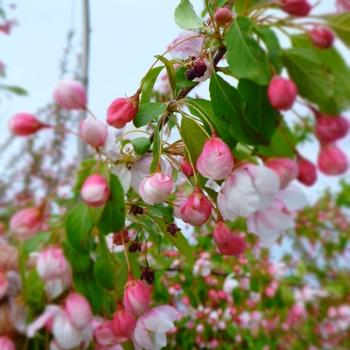 Malus 'Moonstone' (089422)