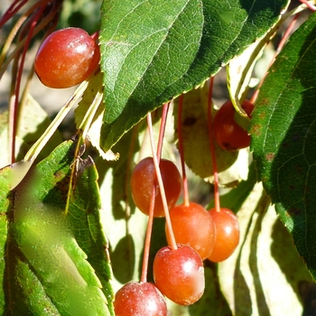 Malus 'Moonstone' (089423)