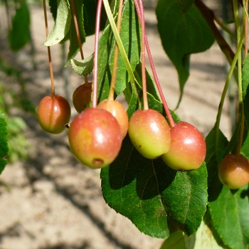 Malus 'Moonstone' (089424)