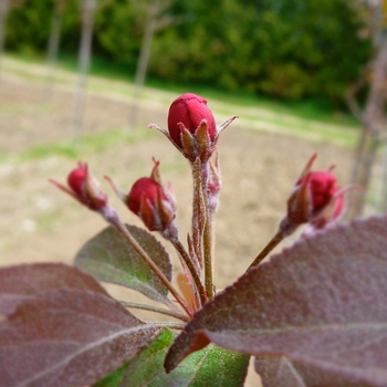 Malus 'Makamik' (089426)