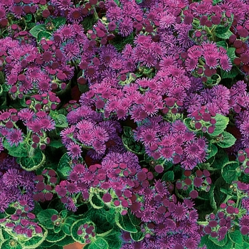 Ageratum houstonianum Artist® 'Purple' (089585)