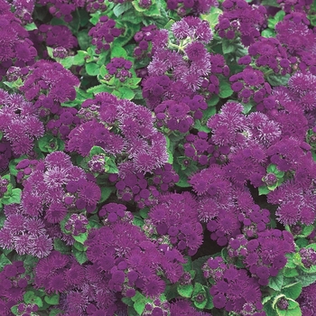 Ageratum houstonianum Artist® 'Purple' (089586)