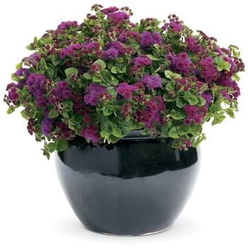 Ageratum houstonianum Artist® 'Purple' (089592)