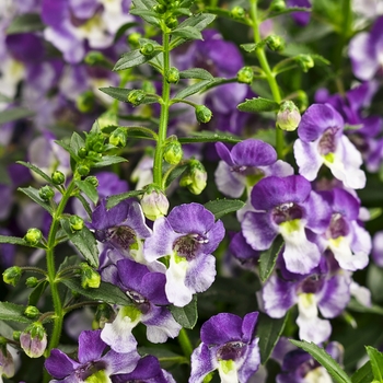 Angelonia 'Wedgwood Blue' 