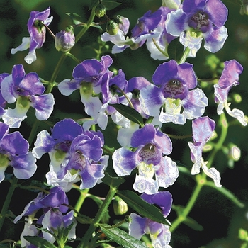 Angelonia Angelface® 'Wedgwood Blue' (089629)