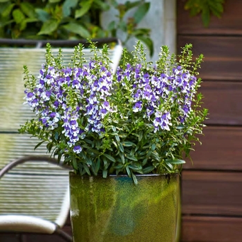 Angelonia Angelface® 'Wedgwood Blue' (089630)