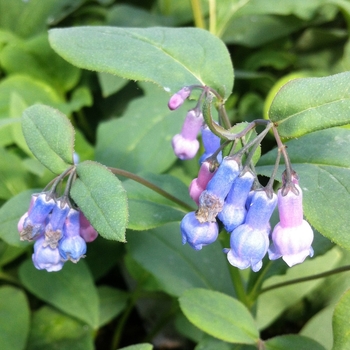 Mertensia sibirica '' (089732)