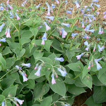 Mertensia sibirica '' (089733)