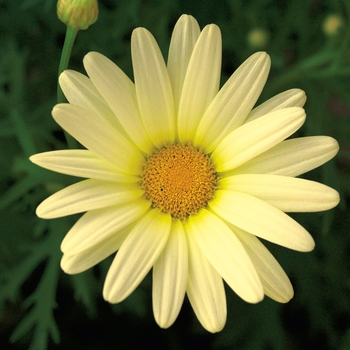 Argyranthemum frutescens 'Vanilla Butterfly®' (089749)