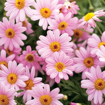 Argyranthemum frutescens Molimba® 'Pink' (089767)