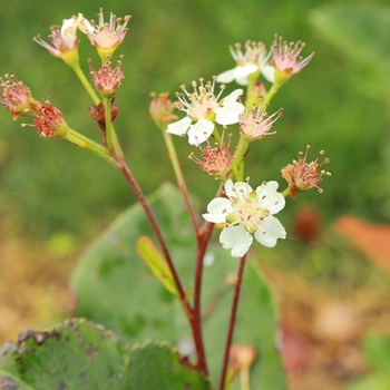 Aronia melanocarpa 'Low Scape Hedger®' (089785)