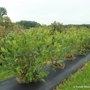 Aronia melanocarpa 'Low Scape Hedger®' (089786)