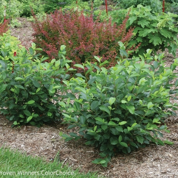 Aronia melanocarpa 'Low Scape Hedger®' (089788)