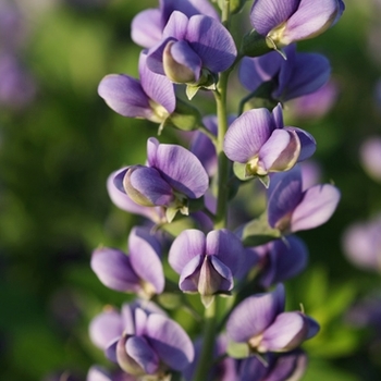 Baptisia Decadence® 'Blueberry Sundae' (089815)