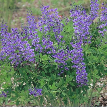 Baptisia Decadence® 'Blueberry Sundae' (089817)